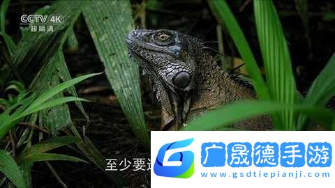 全網(wǎng)通TV